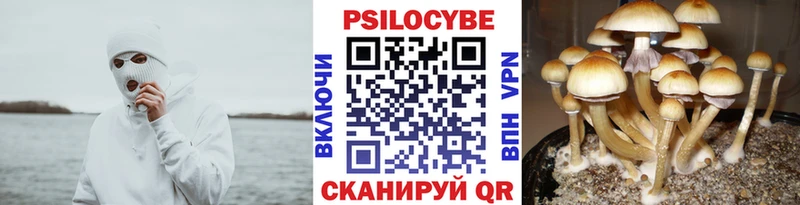 OMG ТОР  Карачаевск  Псилоцибиновые грибы мицелий 